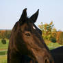 Black Horse Portrait Evening Light