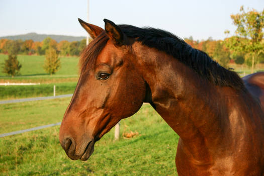 Bay Horse Portrait Evening Light