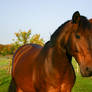 Bay Horse Portrait Evening Light