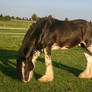 Clydesdale Sabino Gelding Grazing