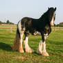 Clydesdale Sabino Gelding