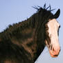 Clydesdale Sabino Gelding Portrait