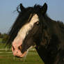 Clydesdale Sabino Gelding Portrait