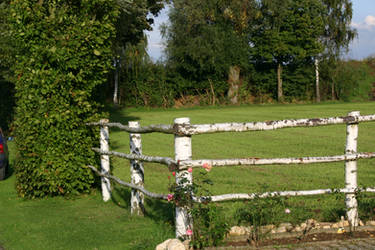 Cross Country Fence Roses Birch Stock