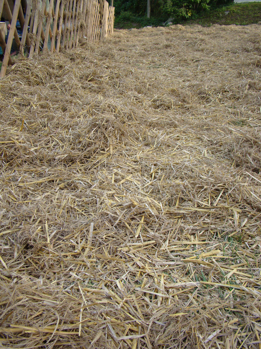 Straw and Hay