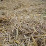 Straw and Hay II