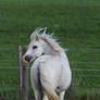 Miniature Arabian - Welsh Pony