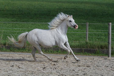 Welsh Pony Canter on Paddock Stock