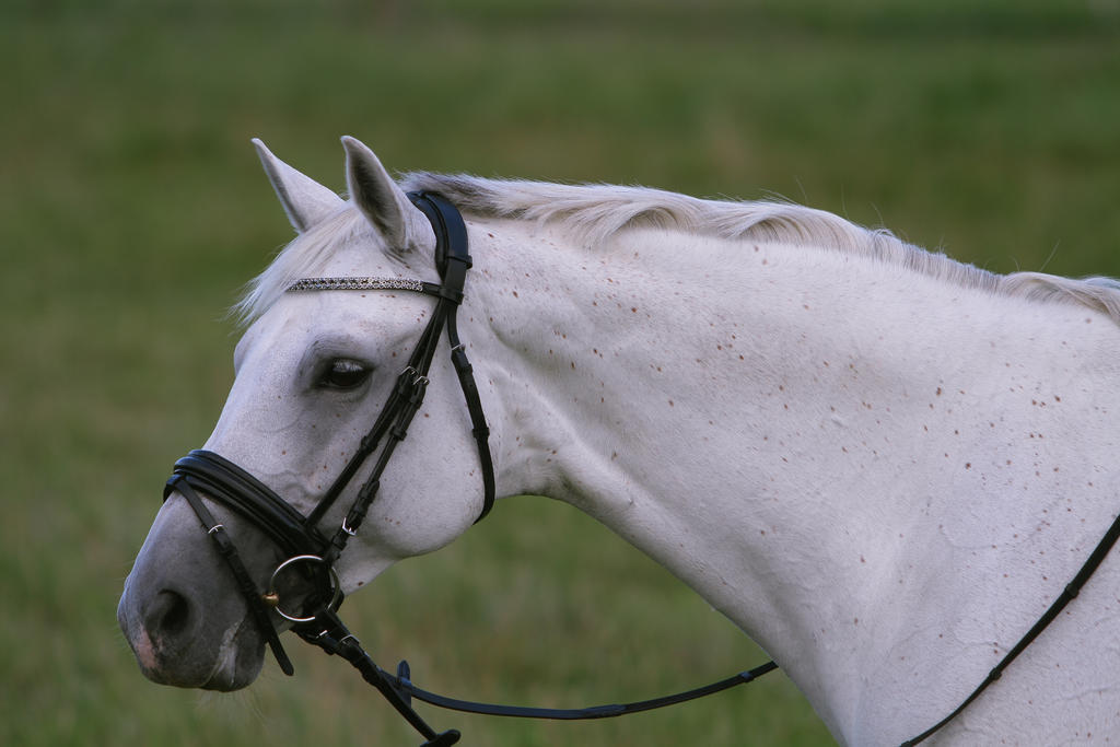 Beautiful Warmblood Mare Portrait Stock