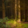Enchanted Autuum Forest
