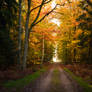 Enchanted Autuum Forest Path 02