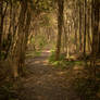 Coast Forest Path Stock