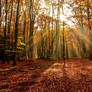 Enchanted Autuum Forest 03