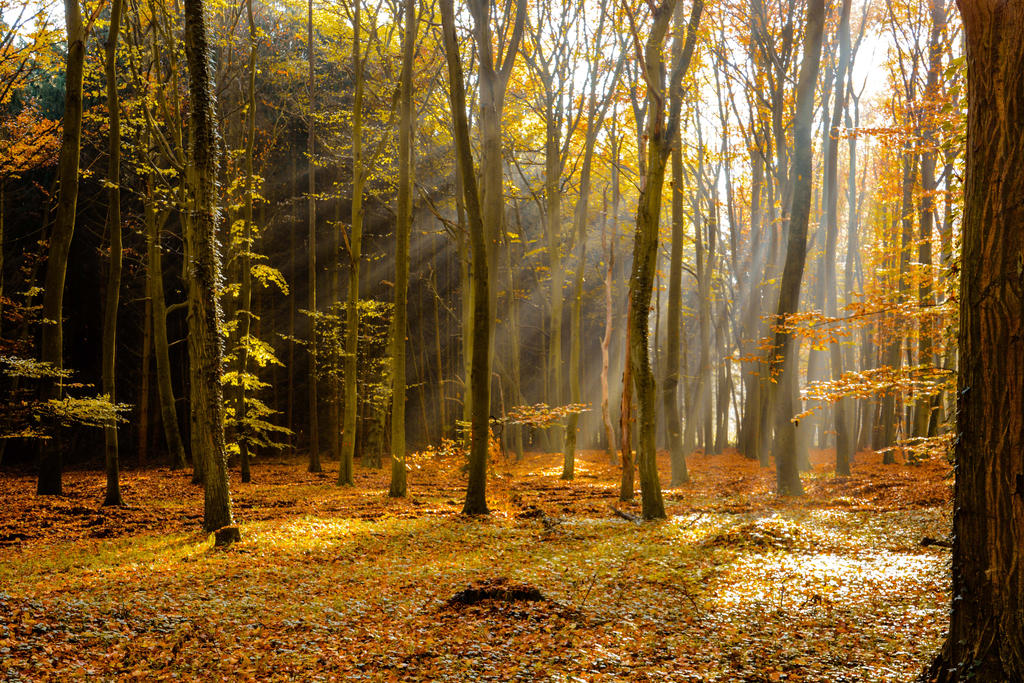 Enchanted Forest 04