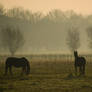 Black Horses in Fog