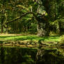 Enchanted Forest Oak Tree at Lake - Summerly 03