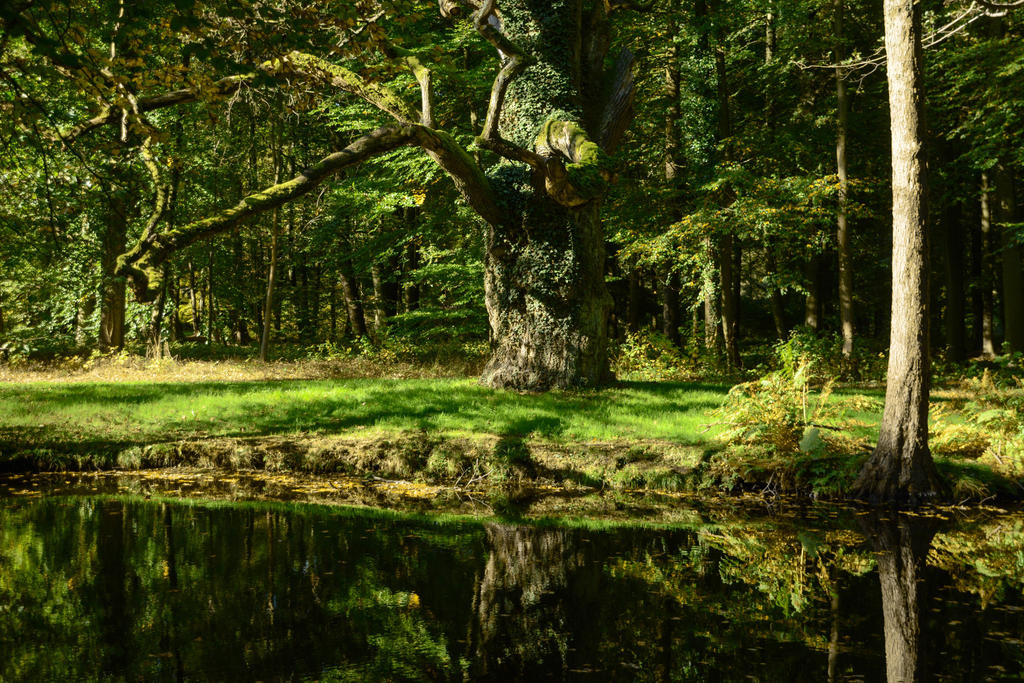 Forest clearing. Энчантед Форест. Зачарованный лес. Броселиандский лес Зачарованный лес Моруа. Зачарованный парк.