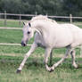 Grey Warmblood Mare Graceful Bow Trot II