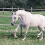 Grey Warmblood Mare Graceful Bow Trot