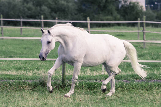 Grey Warmblood Mare Graceful Bow Trot