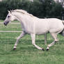 Pegasus Pose - White Warmblood Mare on Pasture