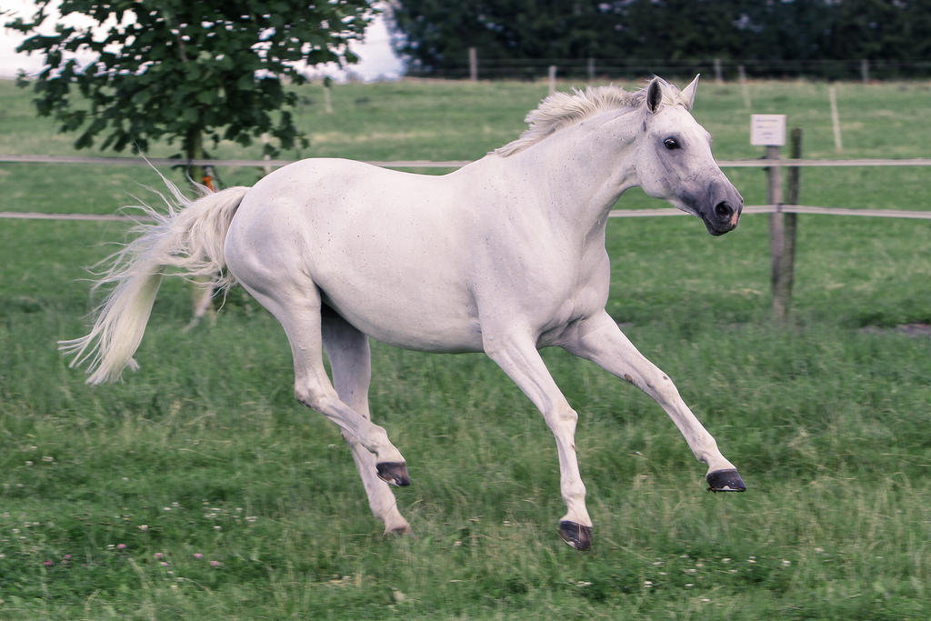 Pegasus Pose Series 4