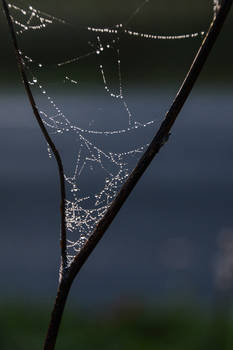 Spiderweb with Dewdrops 02