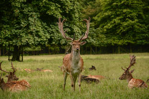 Fallow Deer Stock - Proud Buck