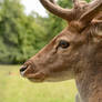 Fallow Deer Stock - Proud Buck in Profile