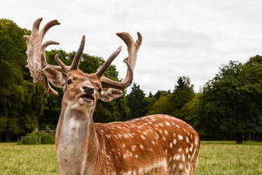 Fallow Deer Stock - Proud Stag greeting the World