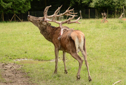 Red Deer Stag - With velvet skin falling off
