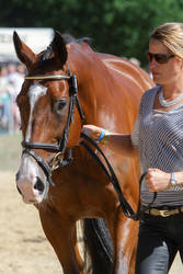 Thoroughbred Vet Check Beautiful Head Portrait