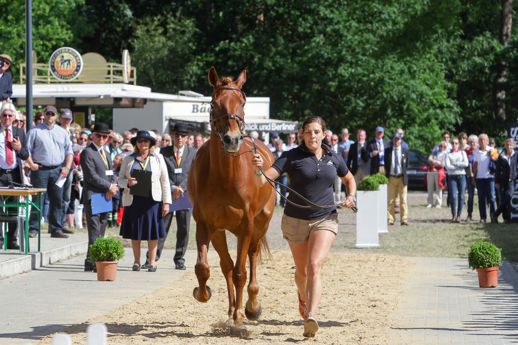 Irish Sport Horse Clover