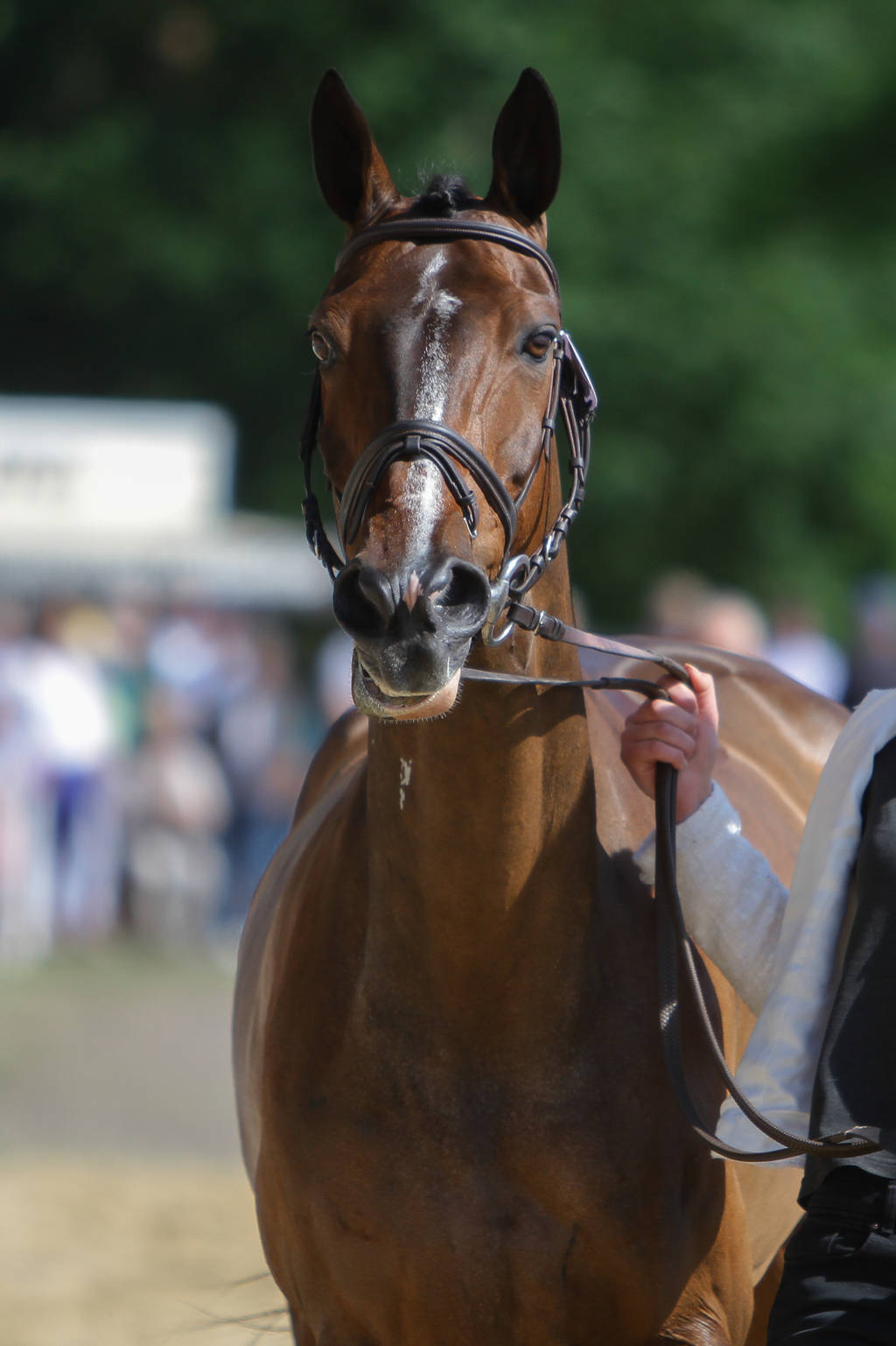 Bay Irish Sport Horse Cute Face Expression by LuDa-Stock