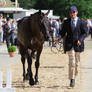 Horse Inspection at Luhmuehlen Eventing