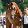 Holstein Chestnut Mare Portrait