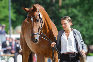 Holstein Chestnut Mare Portrait