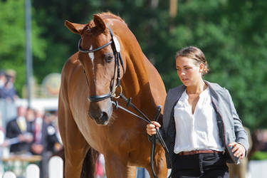 Holstein Chestnut Mare Portrait