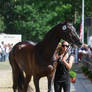 TB Lost Prophecy Vet Check Trot Pulling II