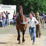 Hanoverian VetCheck - Im so excited!