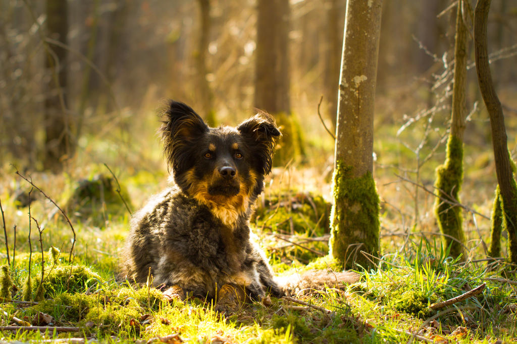 Mossy Forest Sheperd Dog by LuDa-Stock