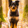 Herding Dog / Sheperd Autumn Light I