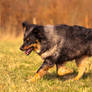 Sheperd Dog Running II