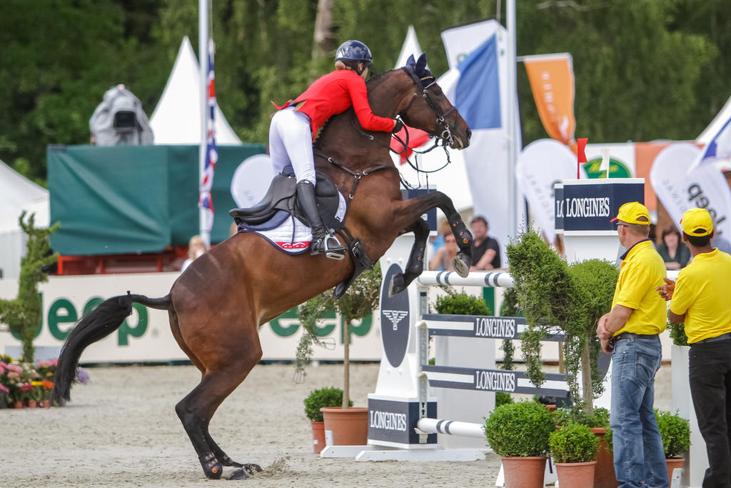 3DE Show Jumping Phase Stock 129 Grabbing Neck