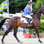 3DE Show Jumping Phase Stock 119 Cantering