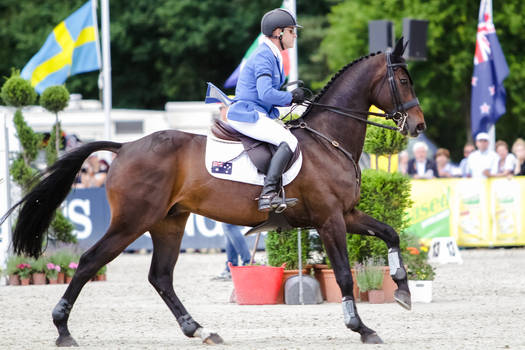 3DE Show Jumping Phase Stock 119 Cantering