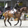 3DE Show Jumping Phase Stock 77