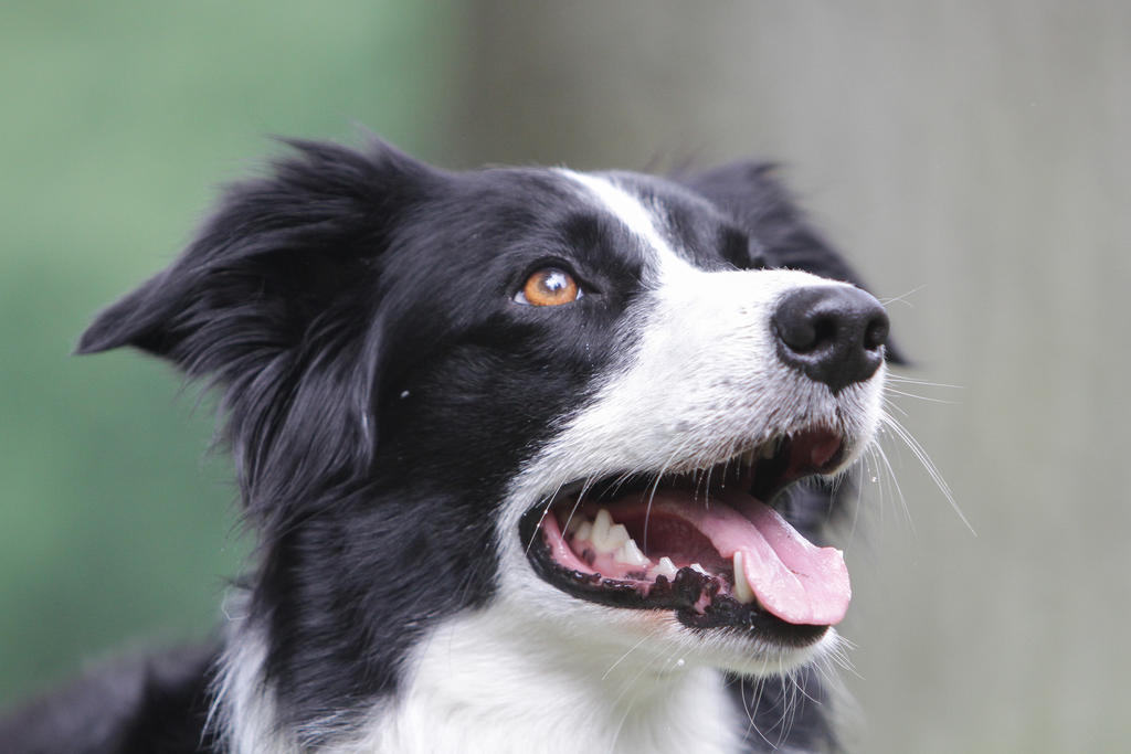 Border Collie Looking Up