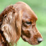 Hunde-lIrish Setter looking Down Profile