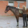 Putting on a saddle cloth - 2418